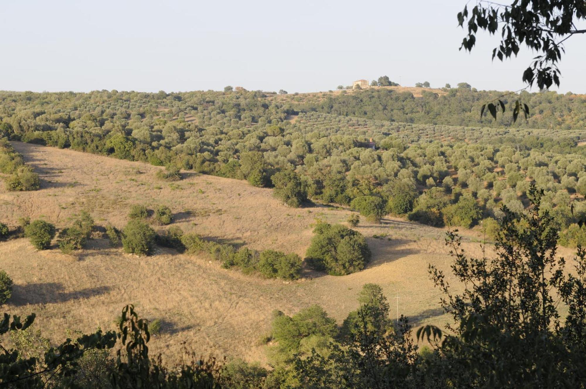 Le Tartarughe Rooms Magliano in Toscana Zewnętrze zdjęcie